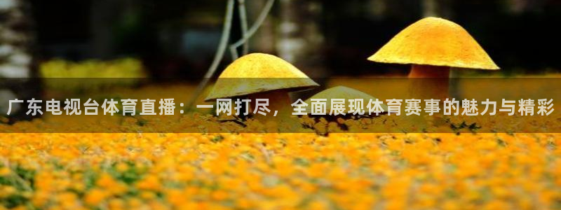 广东电视台体育直播：一网打尽，全面展现体育赛事的魅力与精彩